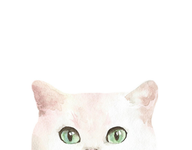猫咪素材