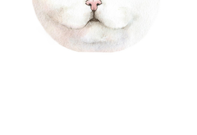 猫咪素材