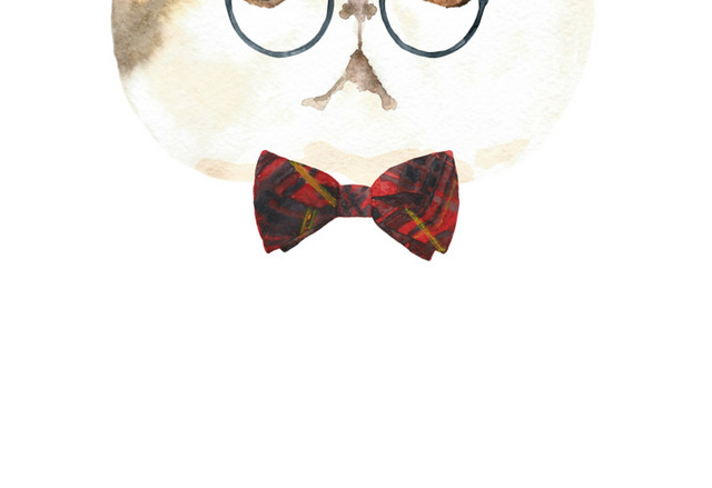 猫咪素材