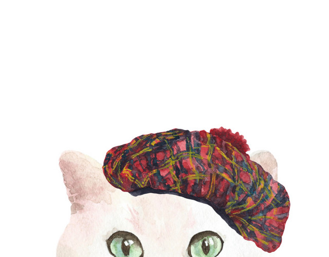 猫咪素材