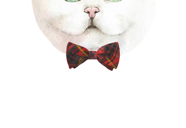 猫咪素材