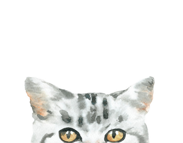 猫咪素材