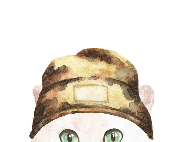 猫咪素材