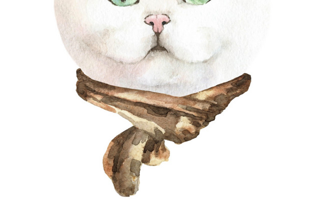 猫咪素材