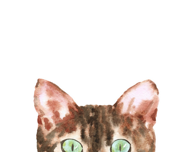 猫咪素材