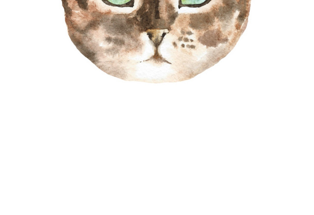 猫咪素材