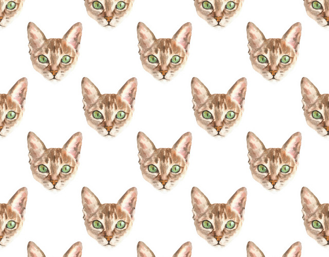 猫头壁纸素材