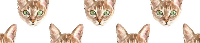 猫头壁纸素材