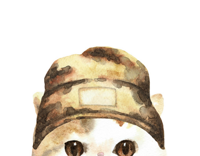 猫咪素材