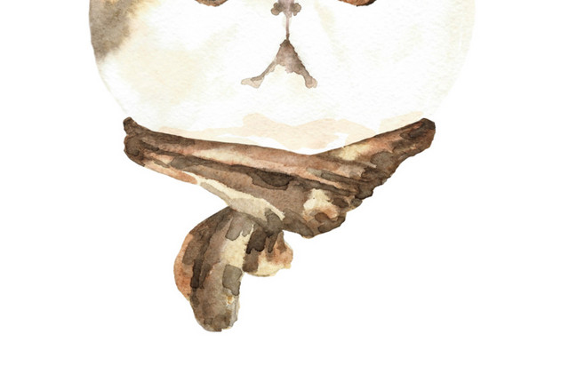 猫咪素材