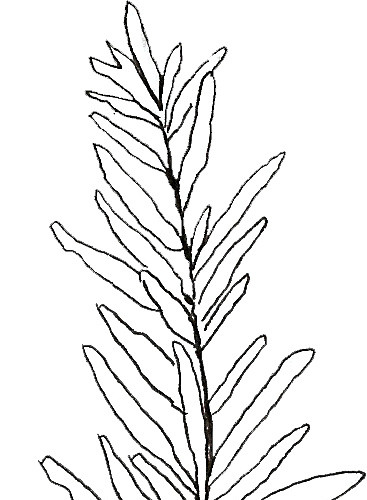 植物线稿素材