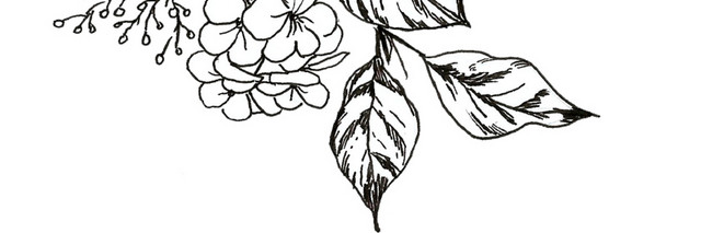 花朵线稿素材
