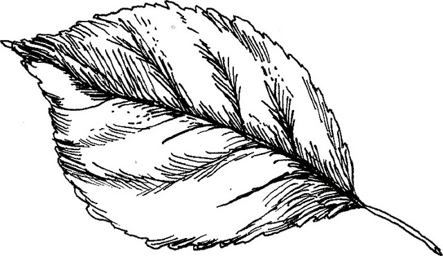 素描叶子素材