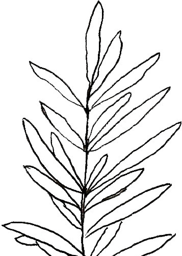 植物线稿素材