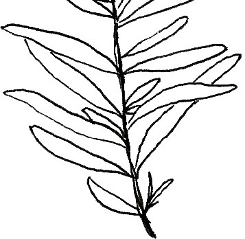 植物线稿素材