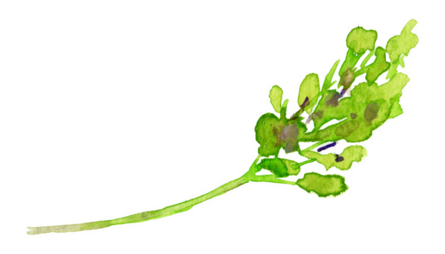绿植素材