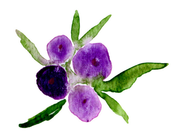 花卉素材