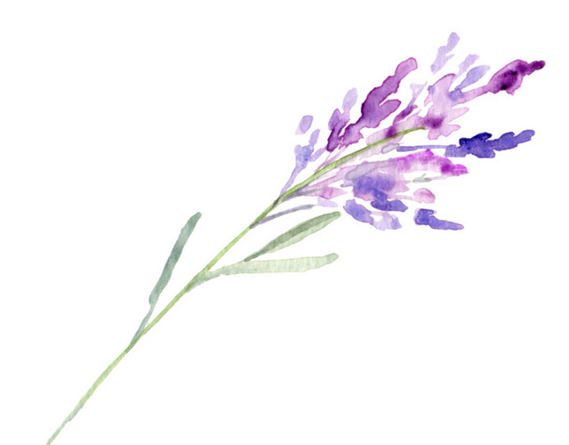 薰衣草素材