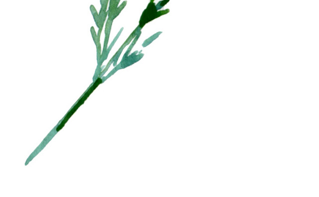 花朵素材