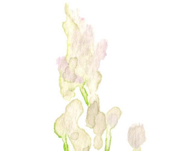 花卉素材
