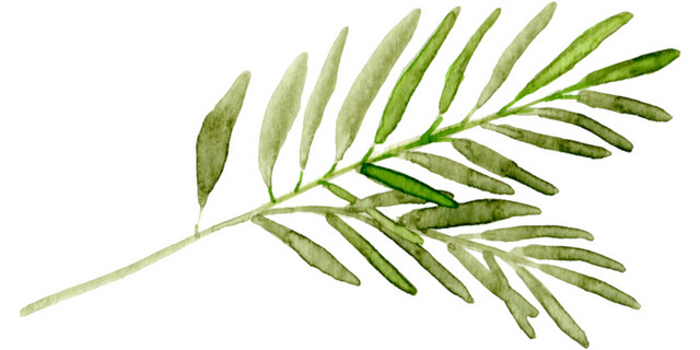 绿色植物素材