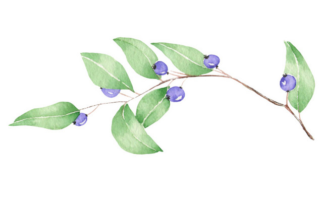 树枝素材