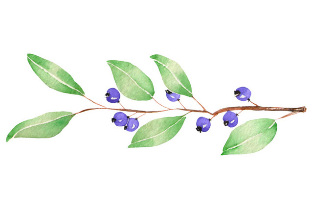 植物素材