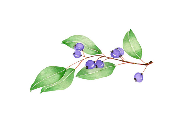 树枝素材