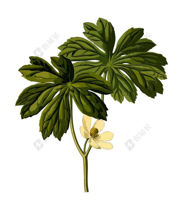 美国曼德拉 枝杈 花 地面柠檬 草本植物 草本的 草药 药用