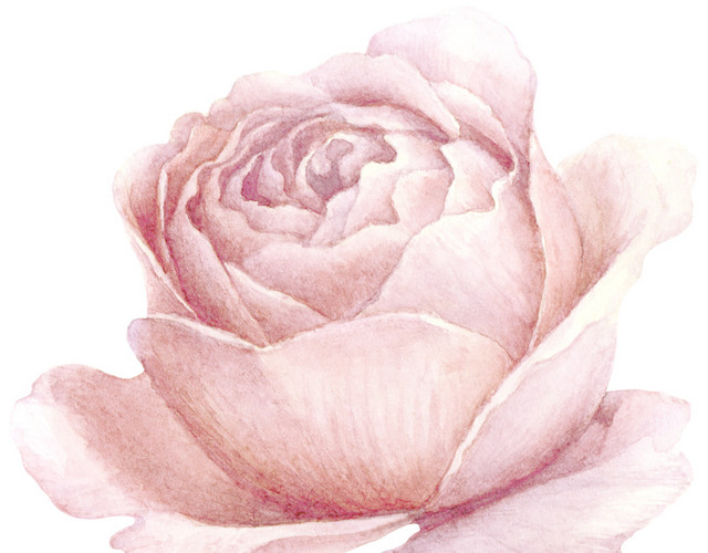 花朵素材