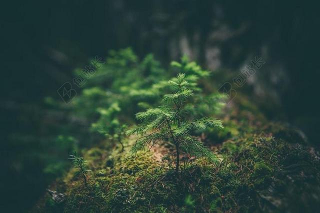 植物 自然 绿色 春 夏天 树 环境 户外 植物区系 公园