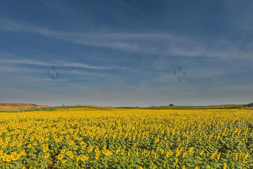 旅游自然昏暗的向日葵花海背景图片