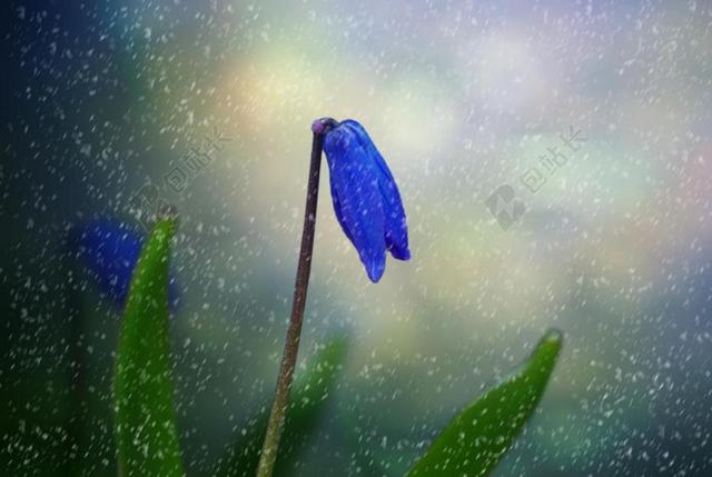 植物特写雨中的蓝色小花背景图片