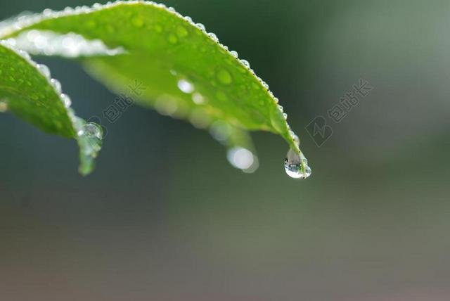 摄影唯美雨后的植物雨滴背景图片