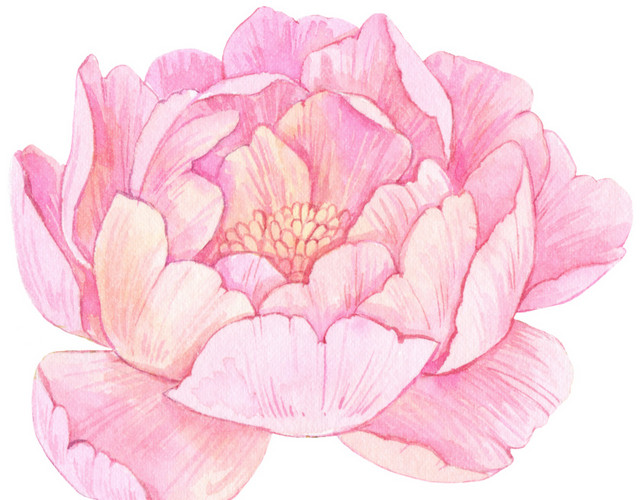 花朵素材