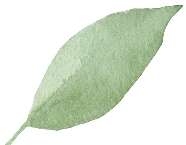 叶子水彩素材