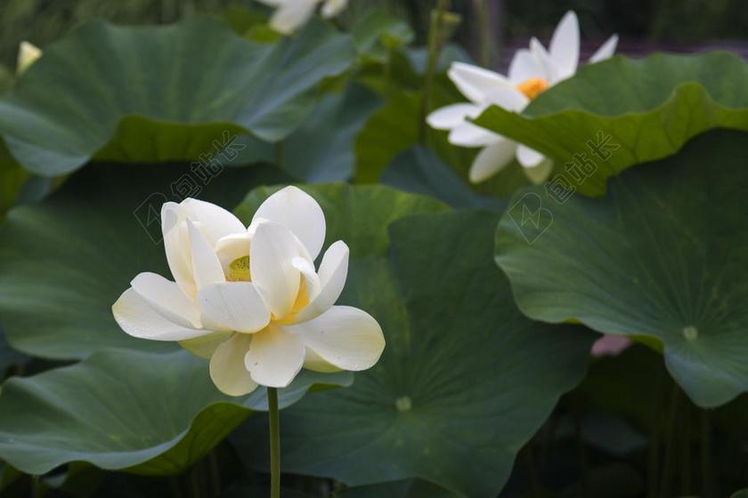 摄影简约水花背景图片