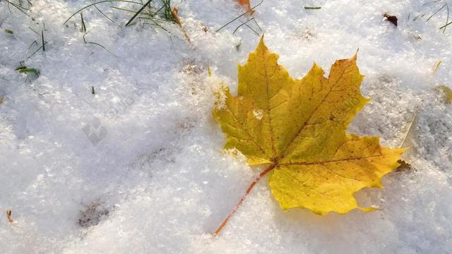 秋天 秋 冬天 雪 叶 秋天树叶 十一月 黄色