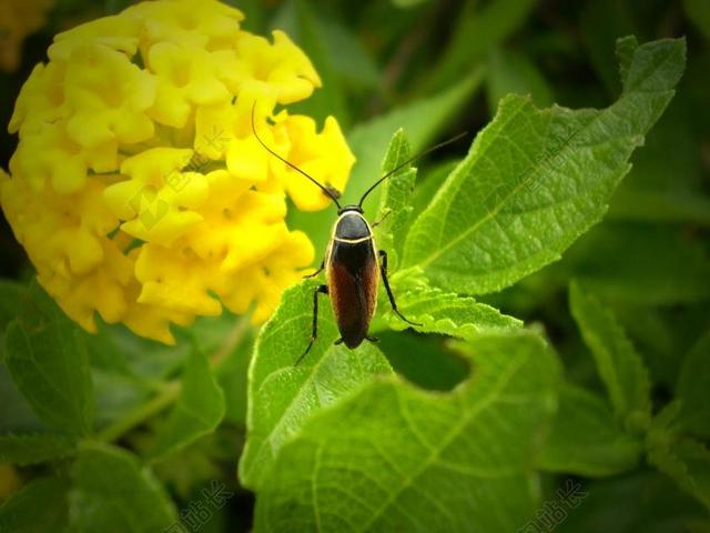 昆虫 甲虫，昆虫 花 害虫 野生动物 小 花园 翼 可爱