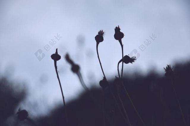 摄影昏暗的蒲公英背景图片
