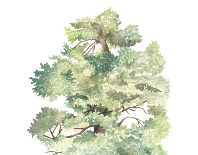 手绘水彩树木素材