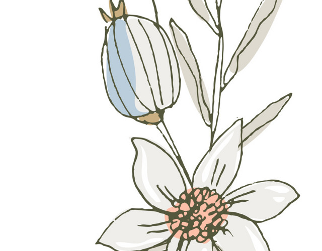 手绘素描花朵素材
