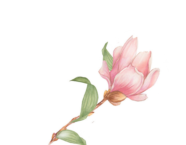 彩绘花朵