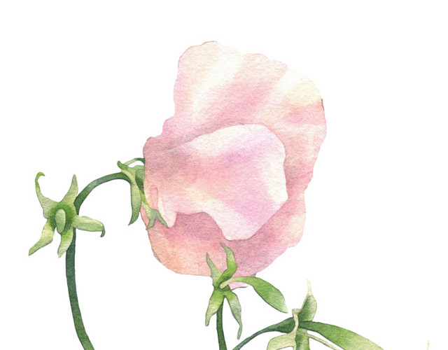 手绘淡雅花朵