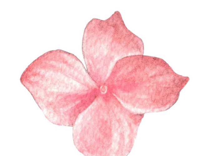 淡粉花瓣素材