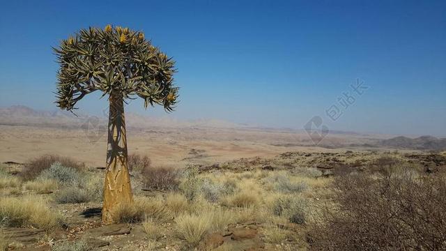 箭袋树 纳米比亚 千山之谷 箭袋 非洲 沙漠 初步研究 景观