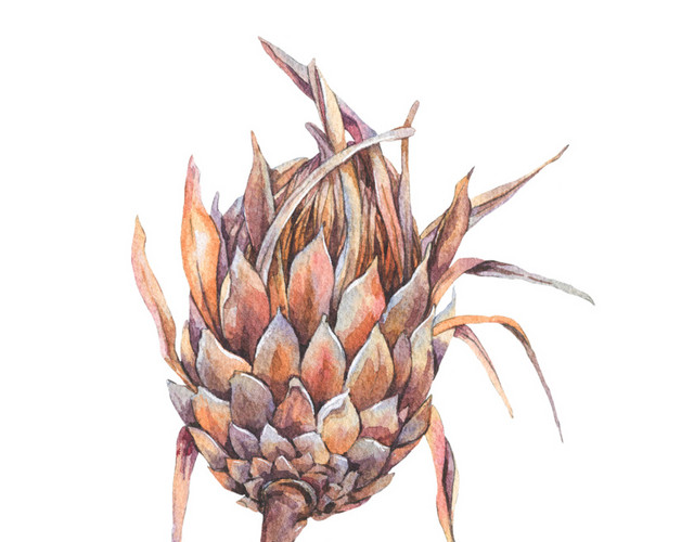手绘干花素材