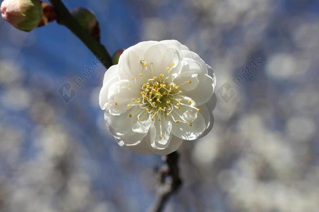 花 盛开 开花 白 自然 春 花的 植物 花园 季节