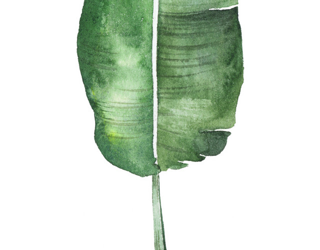 卡通芭蕉叶