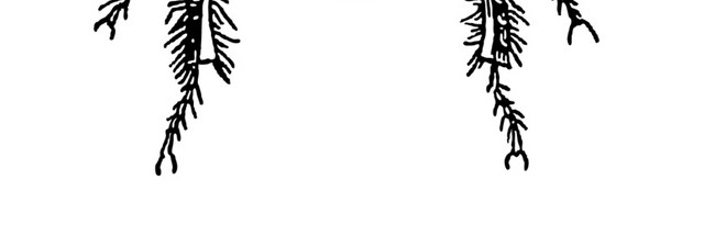 卡通屎壳郎